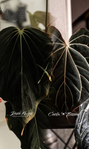 A. 'Dark Knight' . Carla 'Spider Besseae'