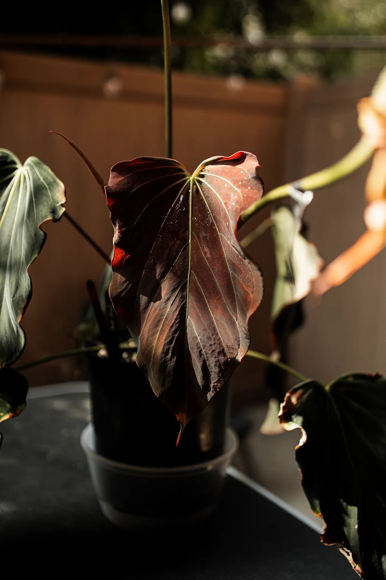 A. 'Dark Knight'