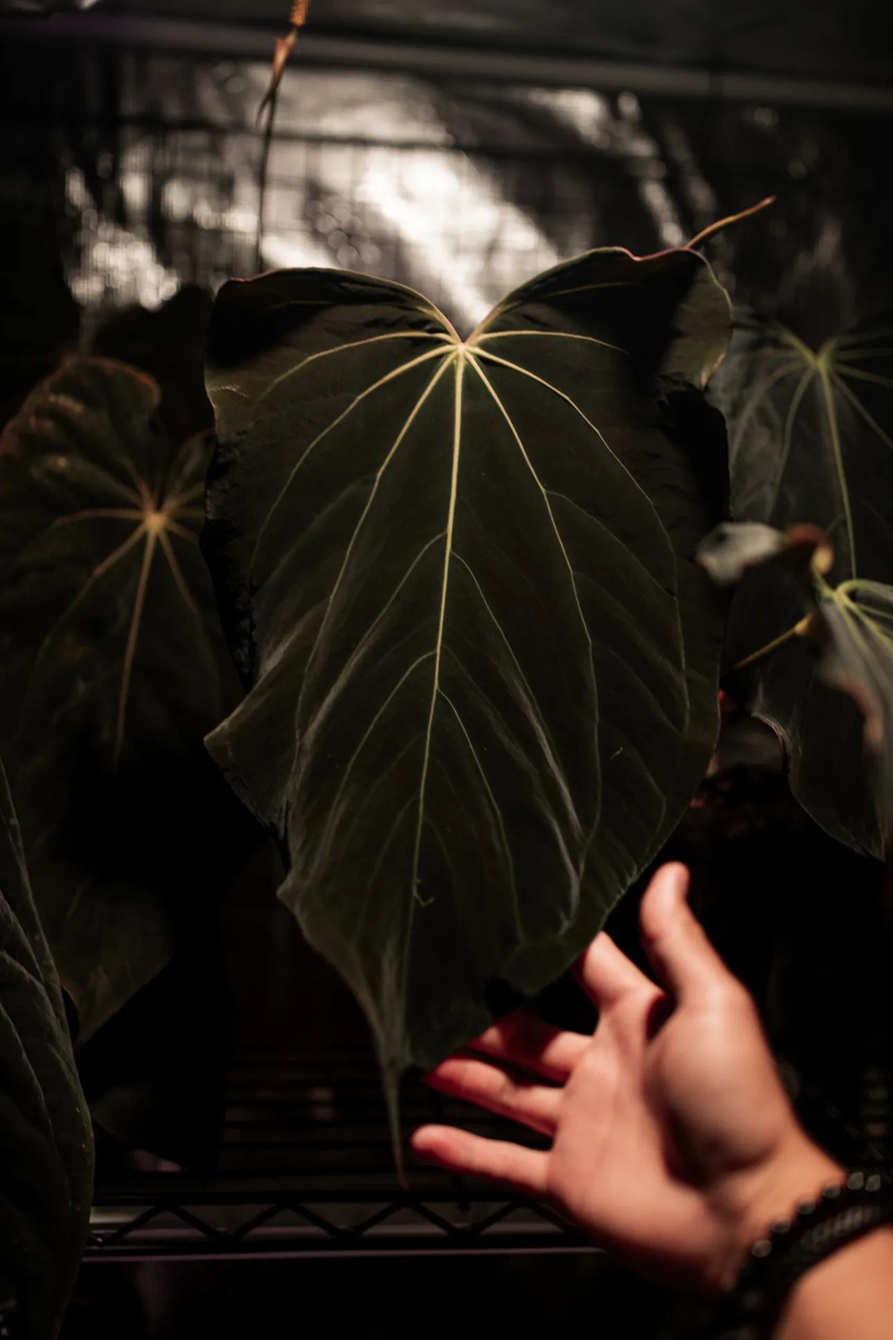 A. 'Dark Knight'
