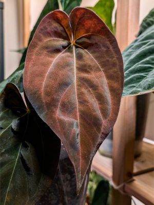 45 A. Dark Phoenix X plante mère