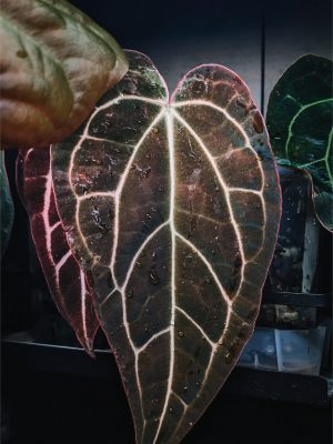 A. AOS NSE . Carla - PLANTE