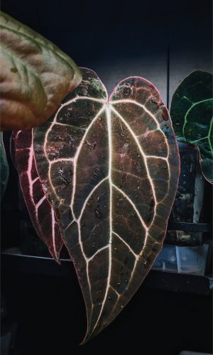 A. AOS NSE . Carla - PLANTE