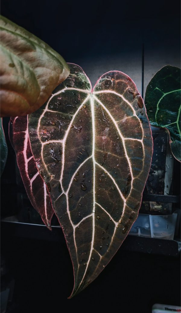 A. AOS NSE . Carla - PLANTE