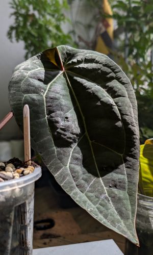 A. AOS Tezula DF . Portillae X ZM
