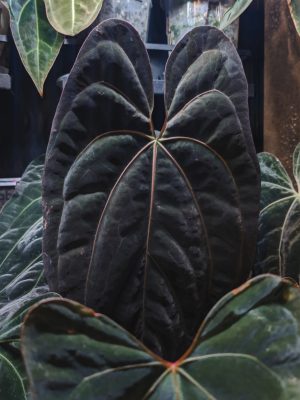 A. BVIT x Dark Phœnix plante mère