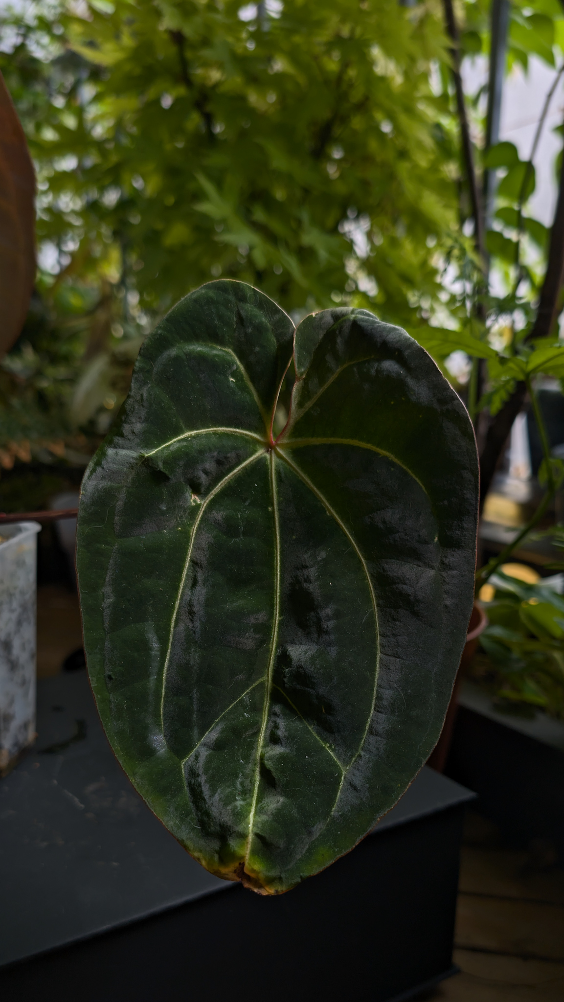 A. 'GIANT'. self