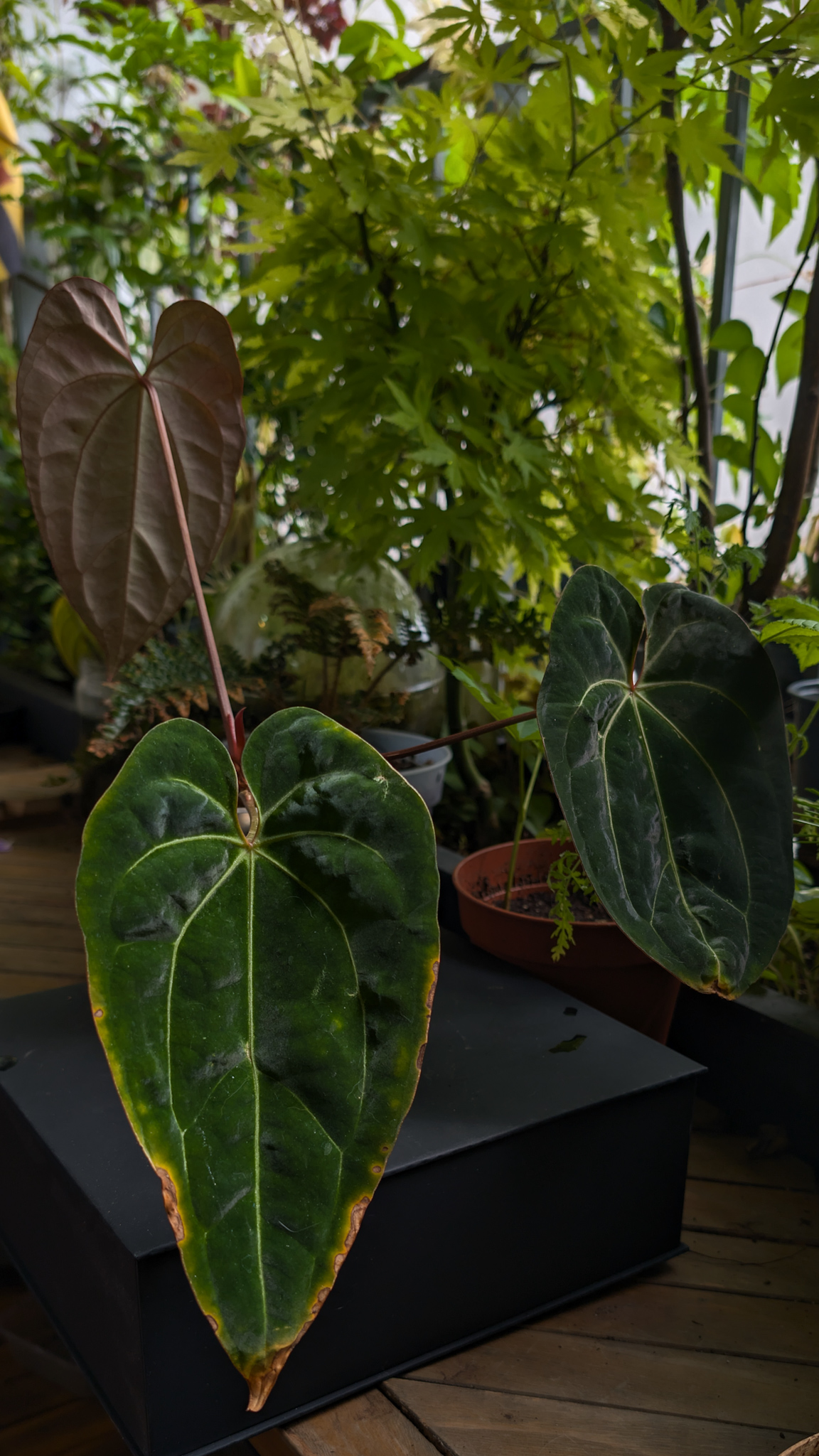 A. 'GIANT'. self