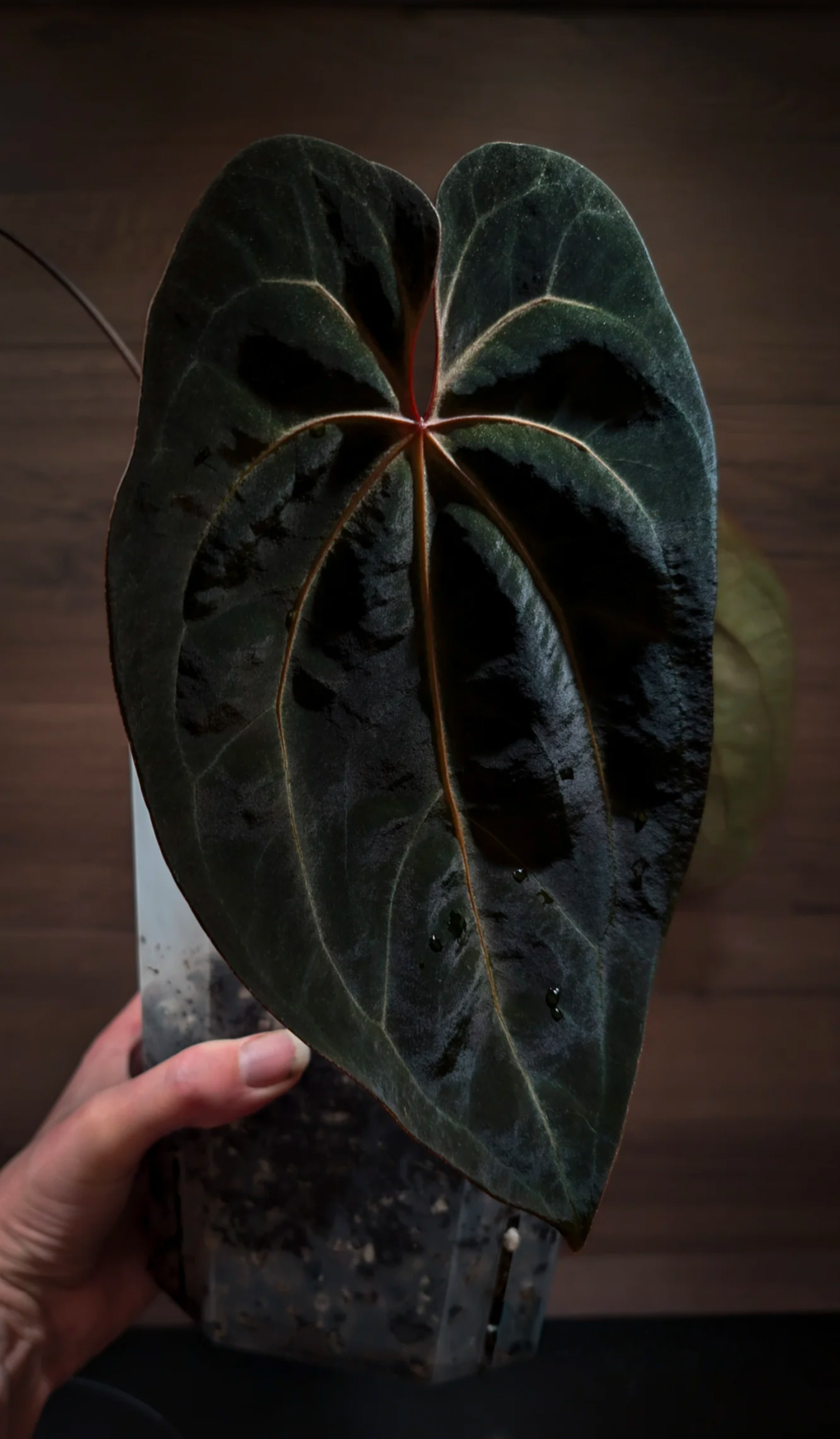 A. 'GIANT'. self exemple du même batch en taille plus adulte