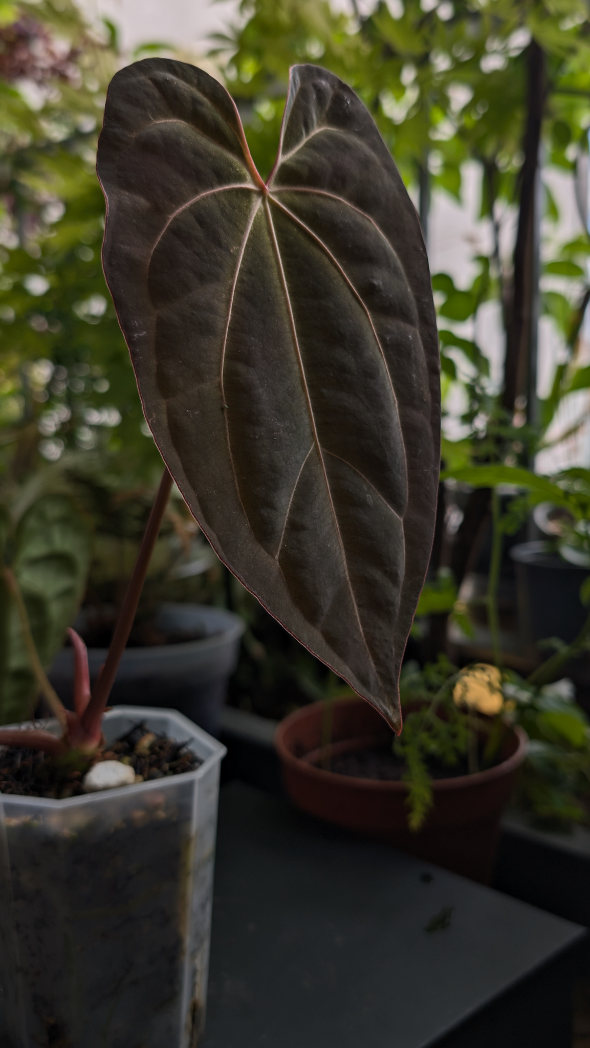 A. 'GIANT'. self