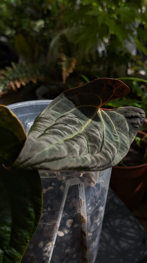 A. Pap 'Corduroy' x AOS Tezula DF