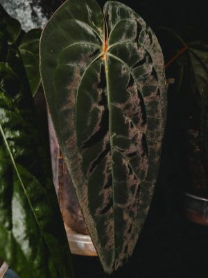 Anthurium du meme batch Anthurium Papillilaminum ‘ Corduroy ‘ x Ace of Spades ‘ Tezula ‘ Dark Form