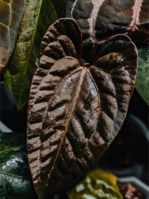 A.-Pap-XOne-x-Pap-DF-plante-mere.jpg