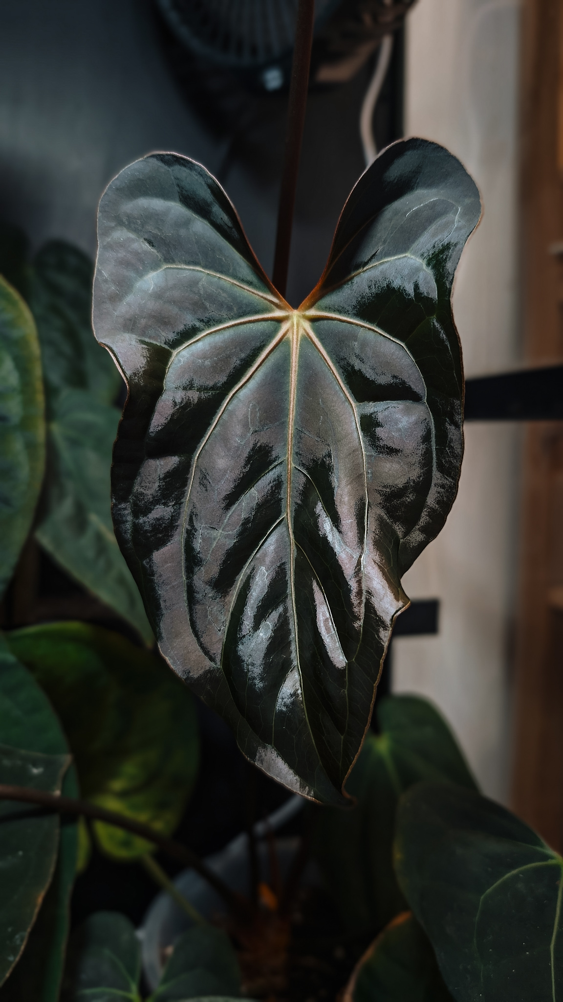 Plante mère - A. Blue Papillilaminum