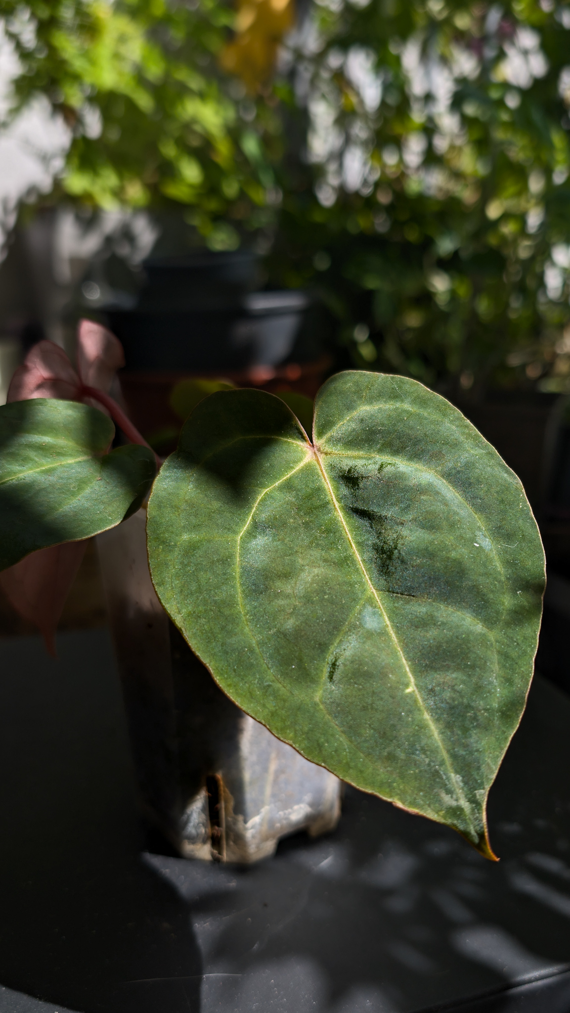 A. Blue Papillilaminum . Hoffmannii Indo Type