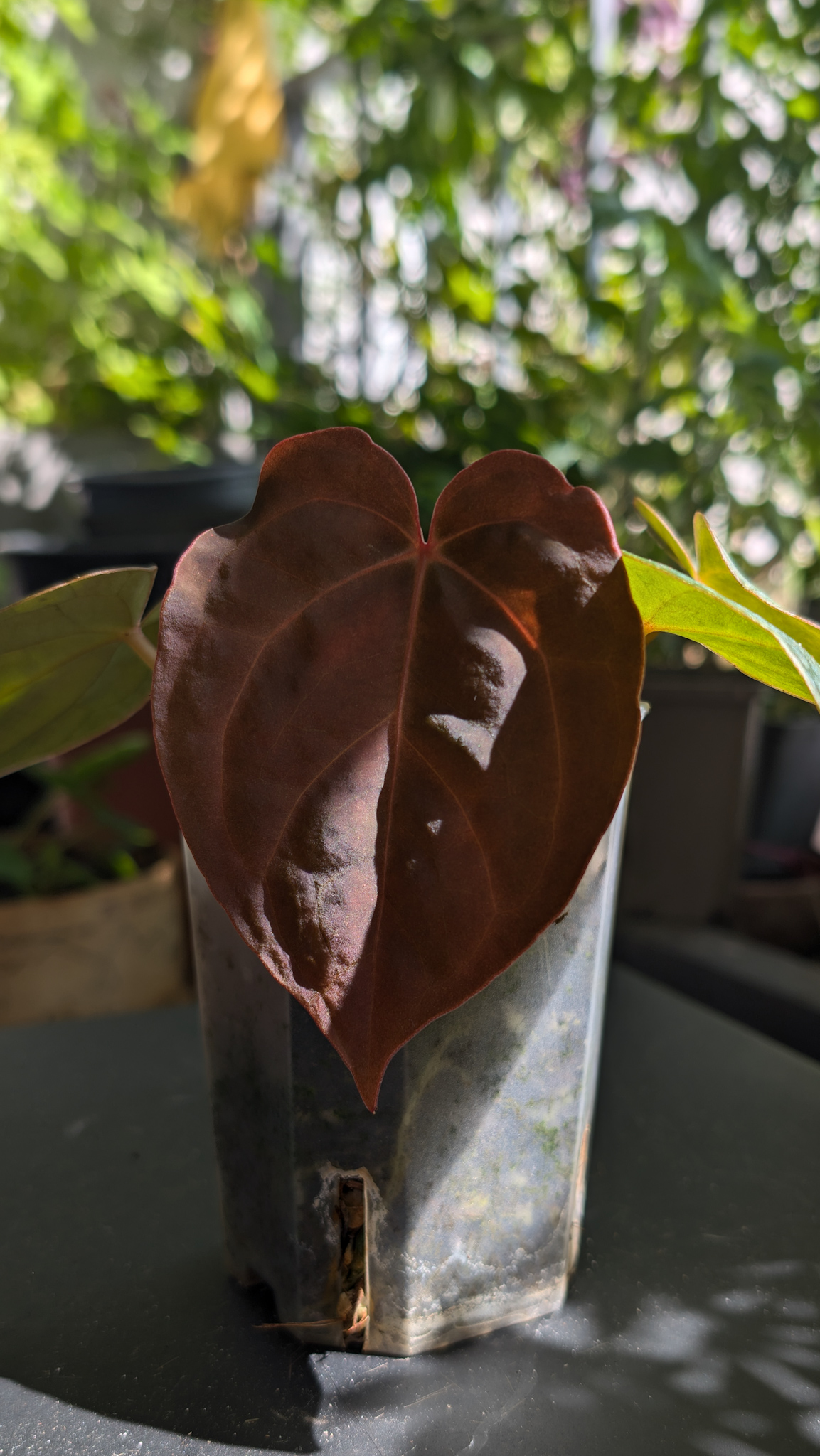 A. Blue Papillilaminum . Hoffmannii Indo Type