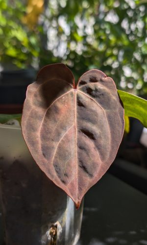 A. Blue Papillilaminum . Hoffmannii Indo Type