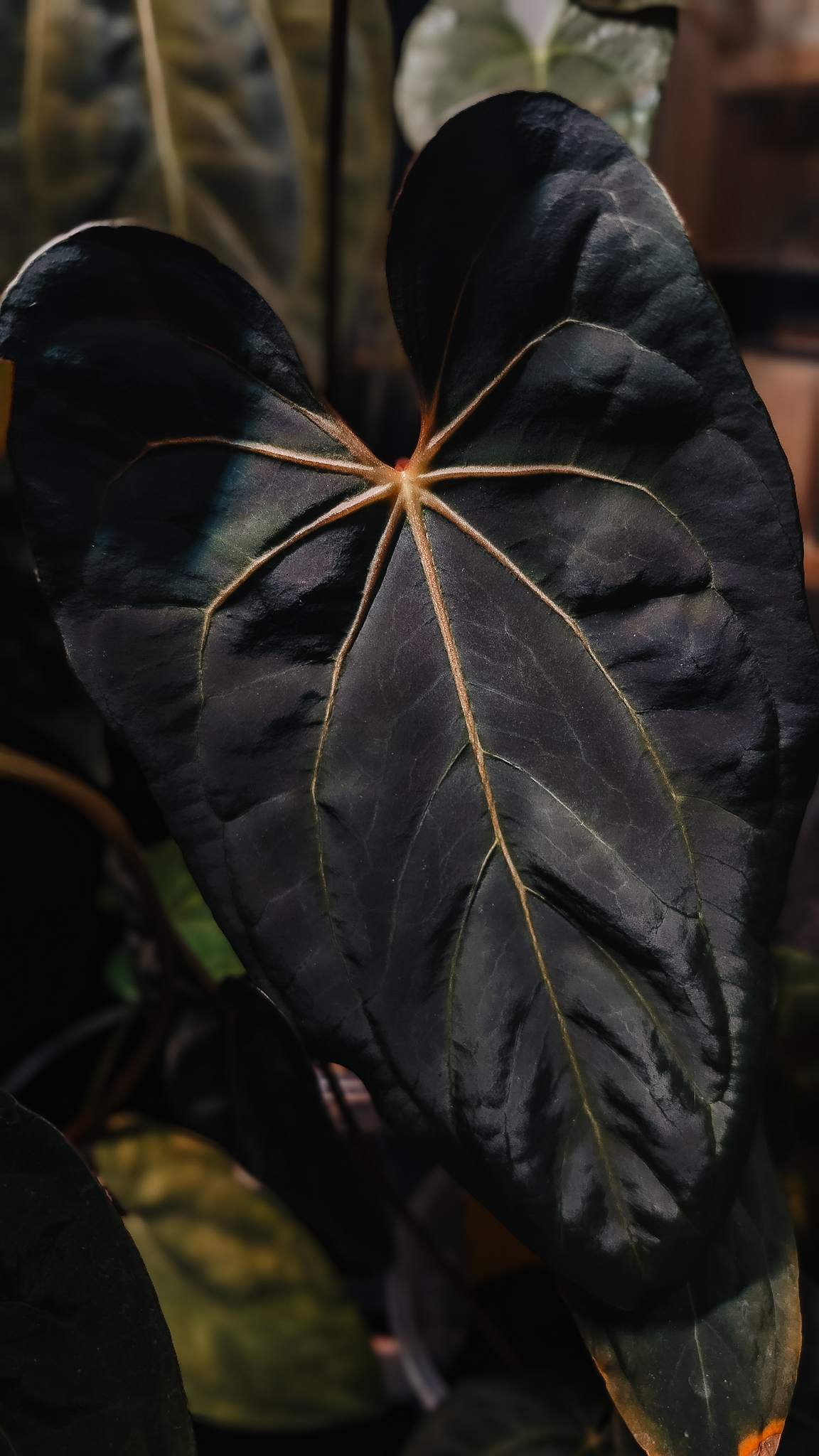 Plante mère - A. Blue Papillilaminum