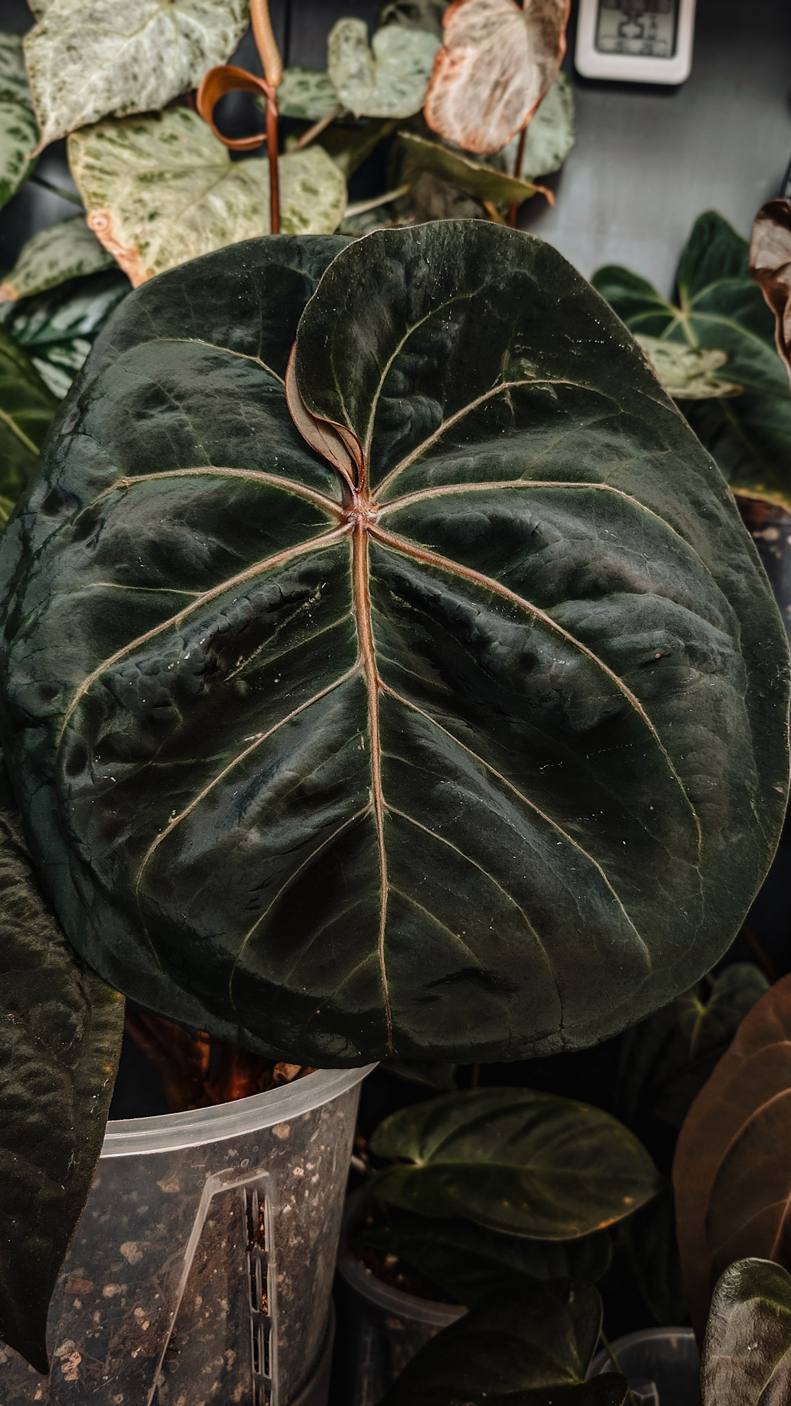 Pollen donor - A. Hoffmannii Indo Type