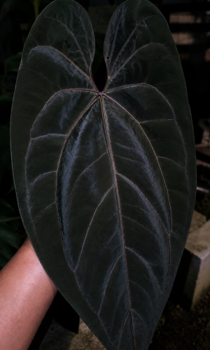 Mother Plant_ A 'Giant'