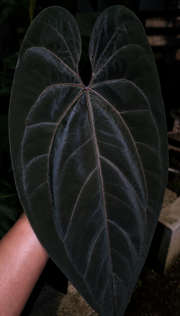 Mother Plant_ A 'Giant'