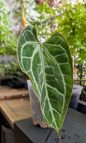 A. Pap noID x 'Raijin'