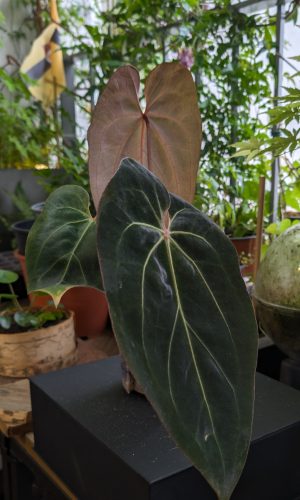 A. 'GIANT' self #2