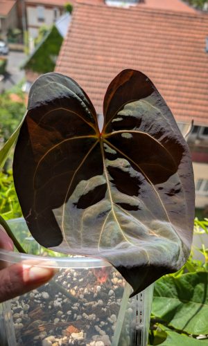 Plante mère - A. Dark Phoenix X