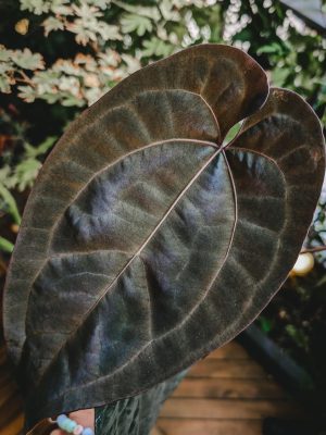 plante mère Anthurium Ace of Spades ‘ Tezula ‘ Dark Form