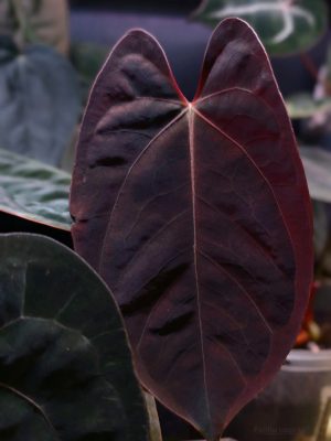 plante mère Anthurium Goliath (Darkest Panama)