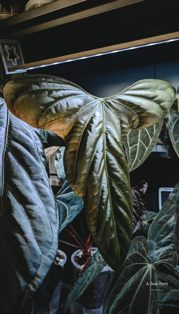 A. Indo Portillae