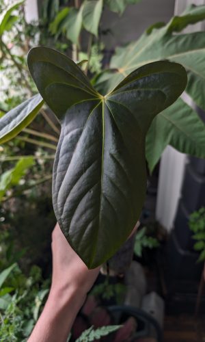 A. Subsignatum x