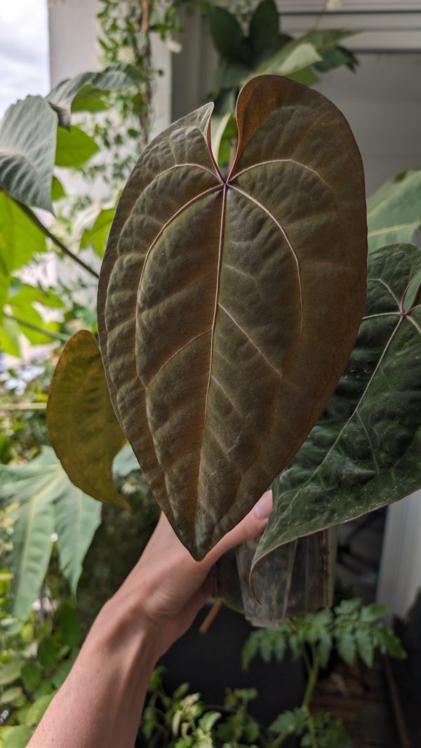 A. AOS Tezula DF