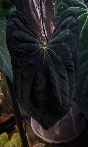 Plante mère _ Dark Phenix x Pap 'Long'