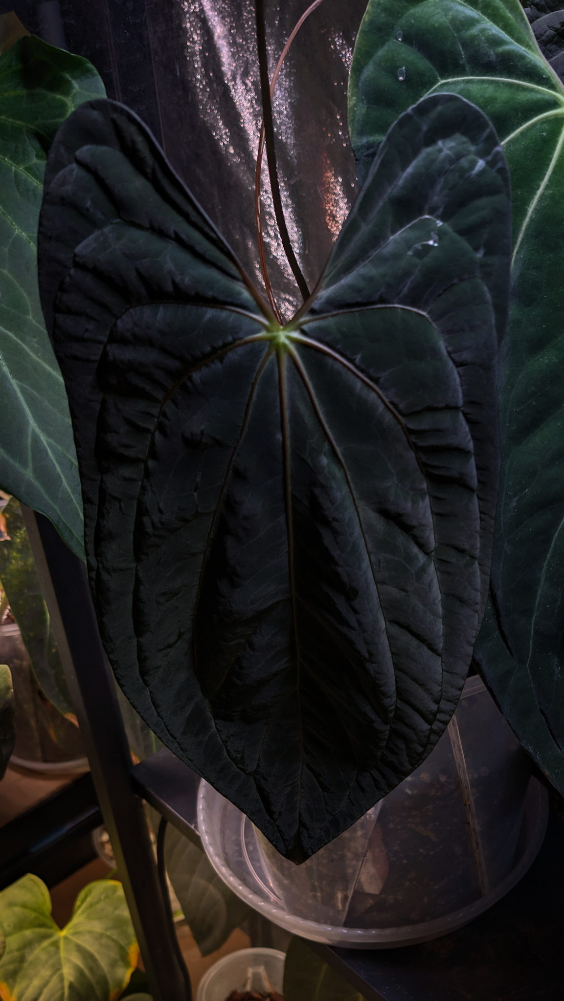 Plante mère _ Dark Phenix x Pap 'Long'