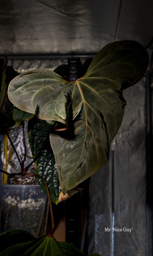 Plante mère _ Mr NICE GUY