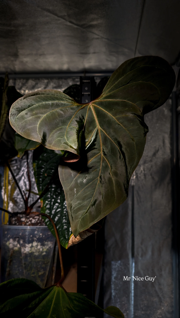 Plante mère _ Mr NICE GUY