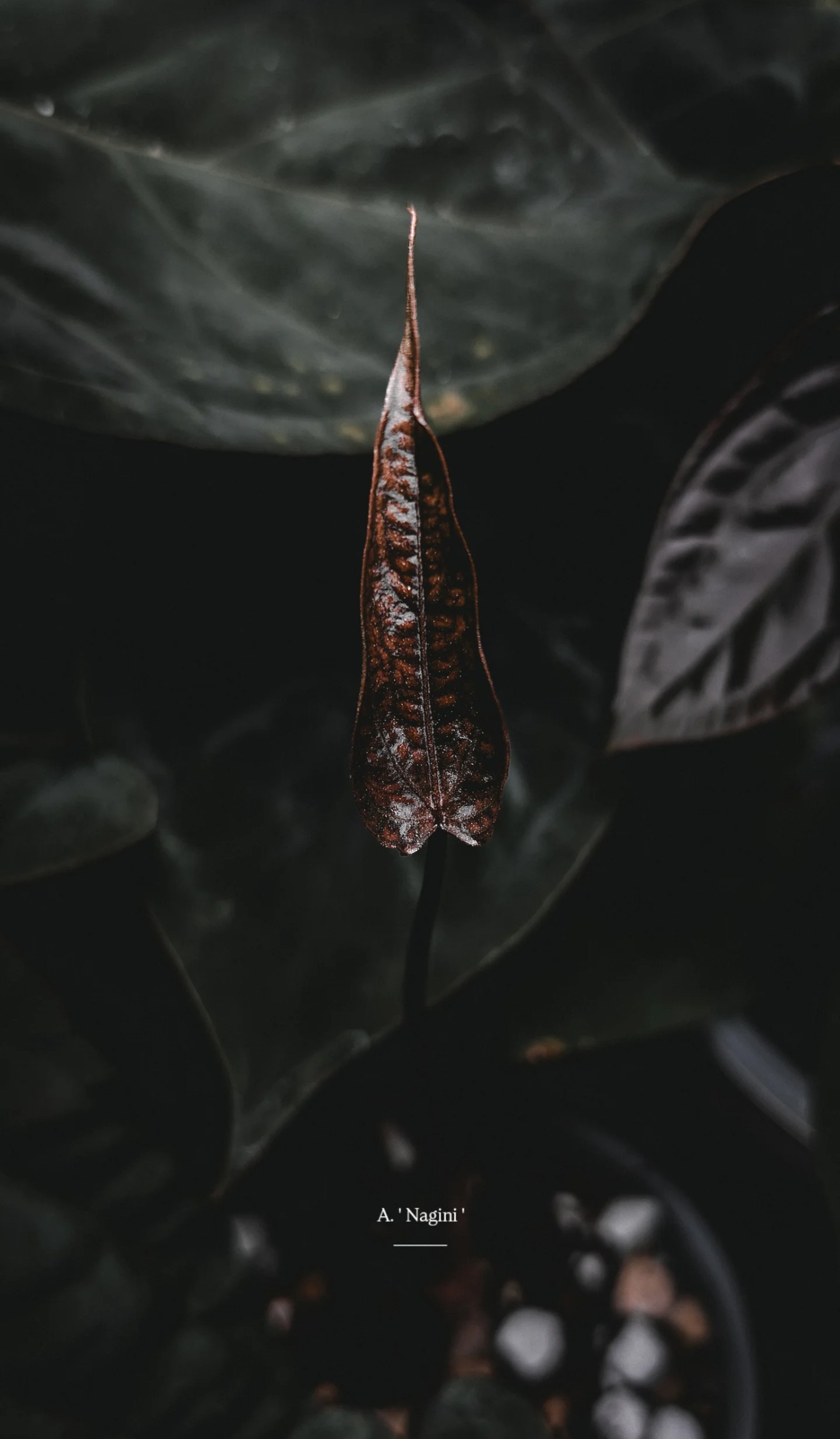 Plante mère _ Nagini