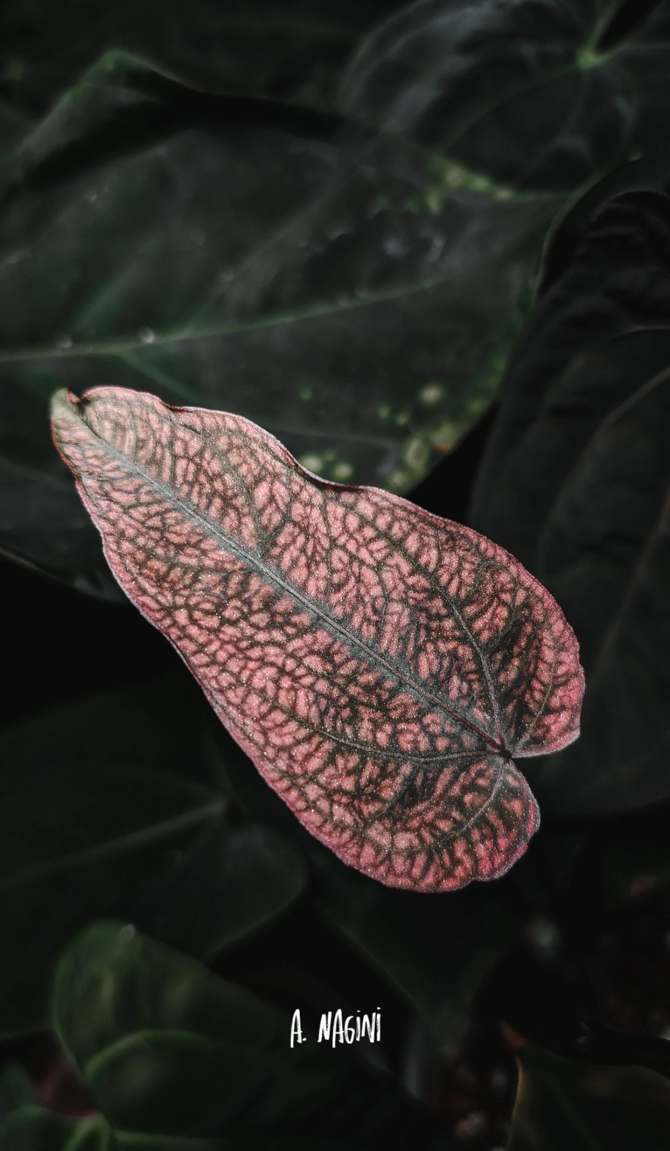Plante mère _ Nagini