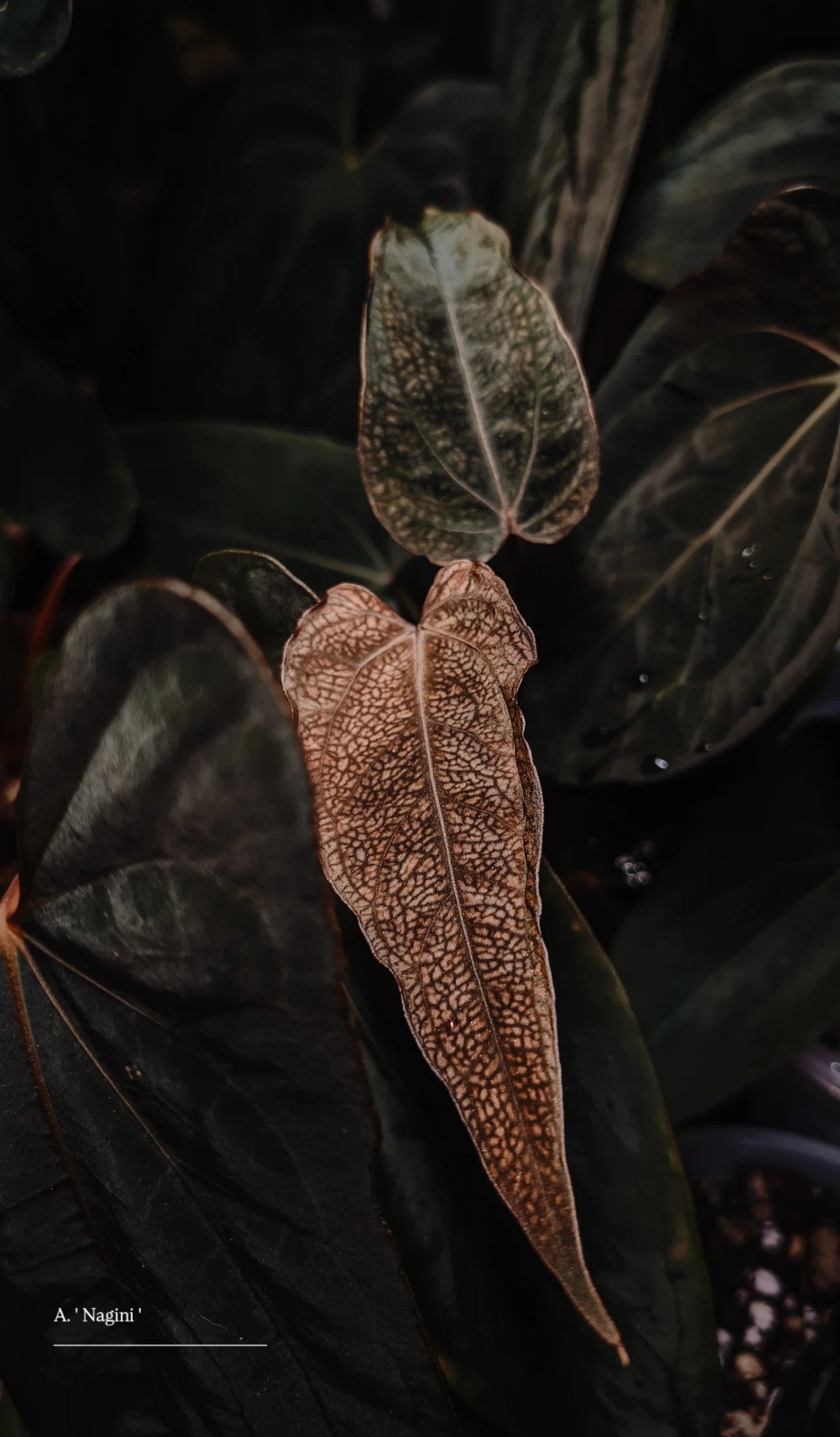 Plante mère _ Nagini