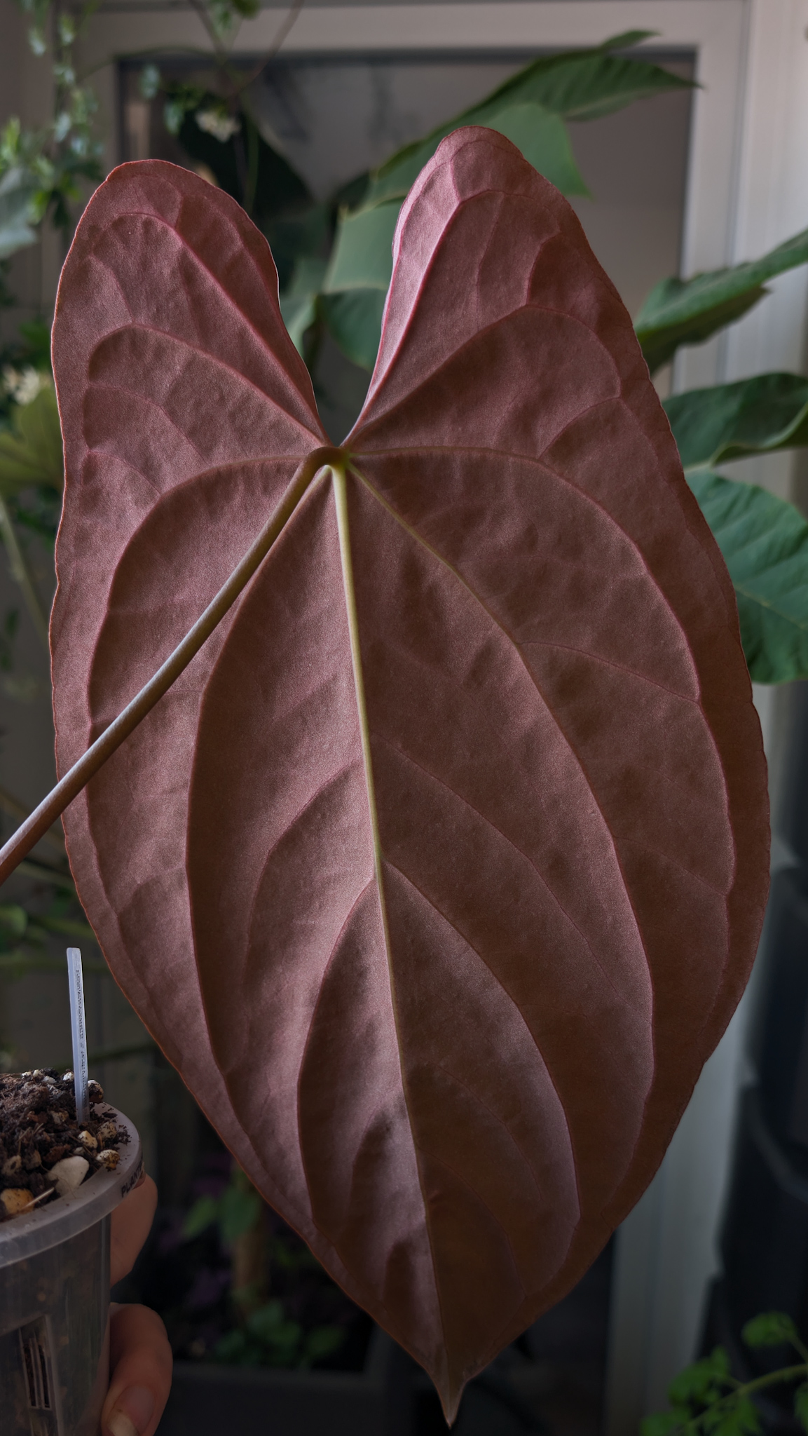 A. 'RLFS' . Carla Pap