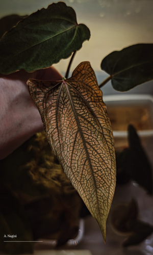 Plante mère _ Nagini