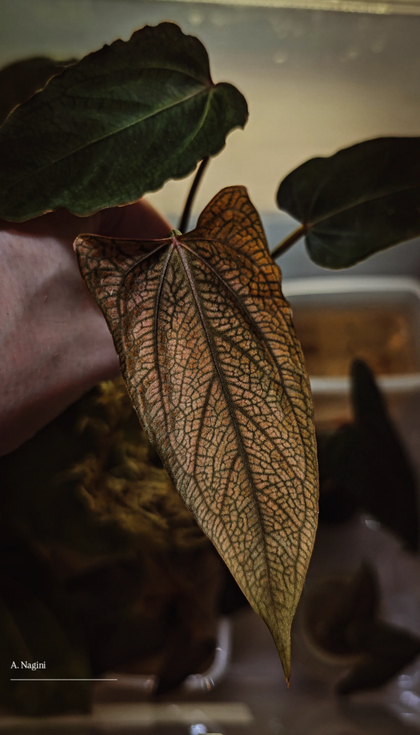 Plante mère _ Nagini