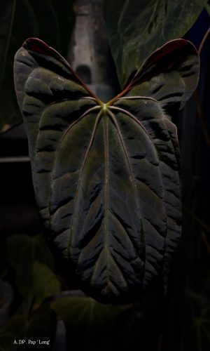 Plante mère _ Dark Phenix x Pap 'Long'