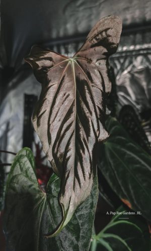 Mother Plant _ A. Pap Ree Gardens . RL