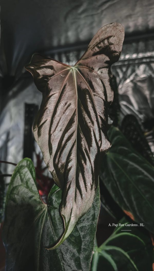 Mother Plant _ A. Pap Ree Gardens . RL