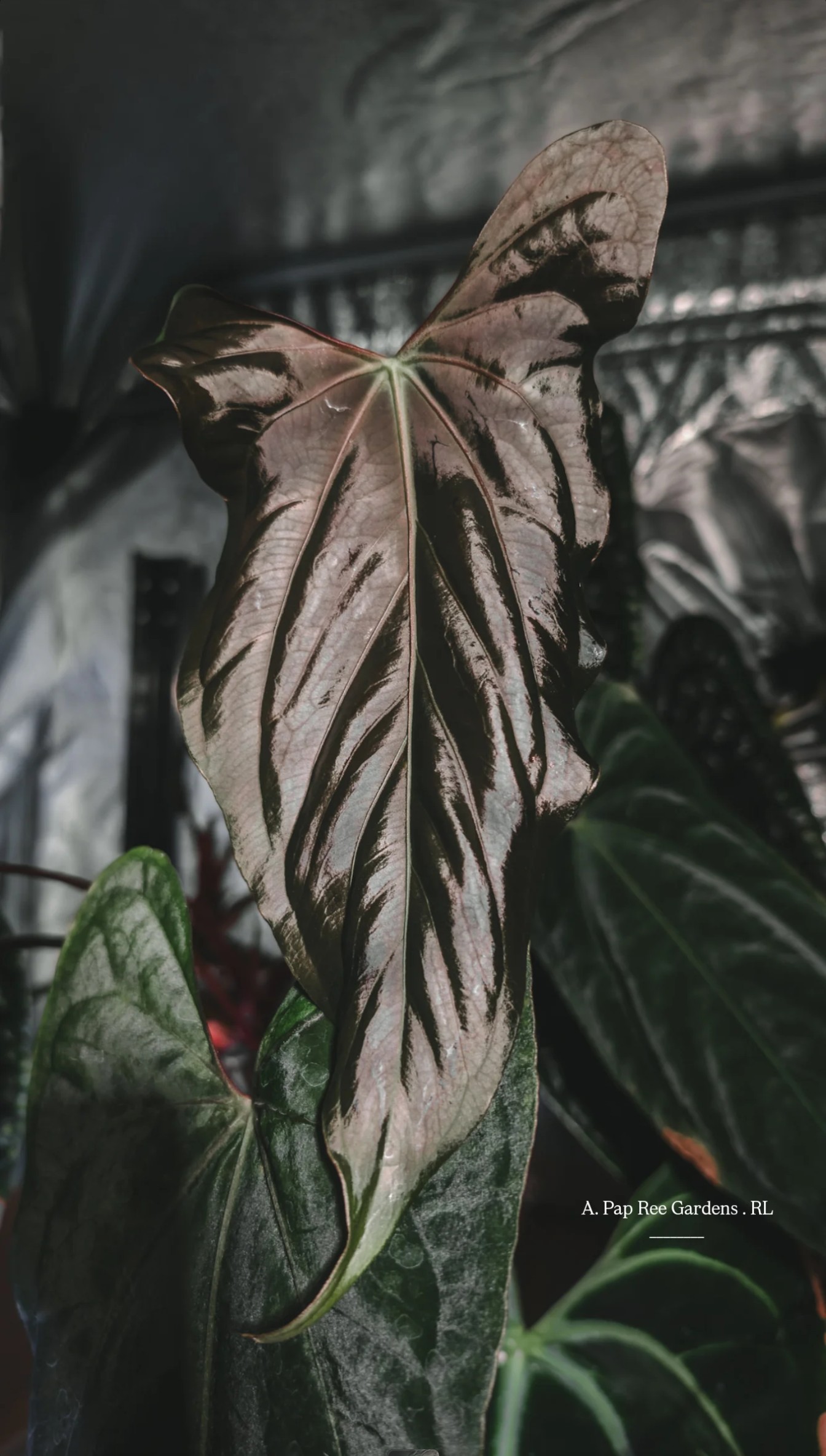 Mother Plant _ A. Pap Ree Gardens . RL