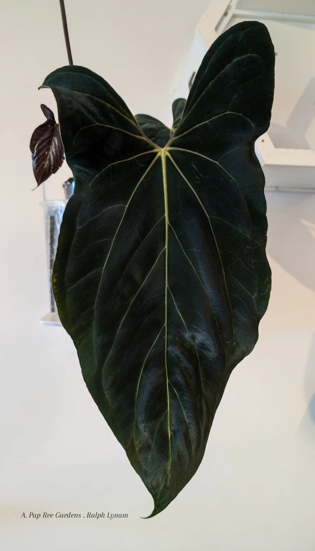 Mother Plant _ A. Pap Ree Gardens . RL