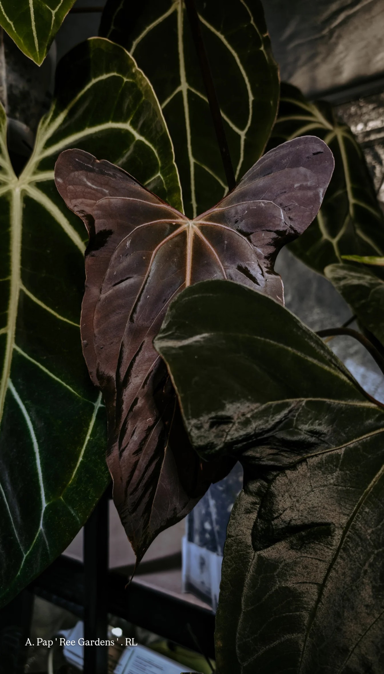 Mother Plant _ A. Pap Ree Gardens . RL